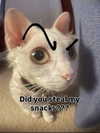 milkibunshehe Altpins Profile Picture