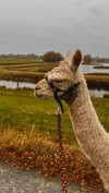danamrts Altpins Profile Picture