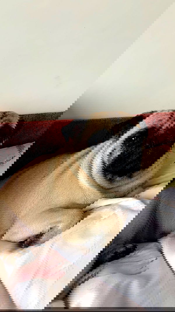 nyityam nyityam archive image