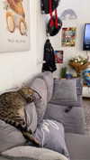 shanidahan7 Altpins Profile Picture