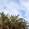 evasela__ Altpins Profile Picture