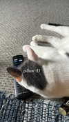 livindeadyaz Altpins Profile Picture