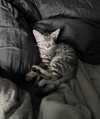 milena_milachich Altpins Profile Picture