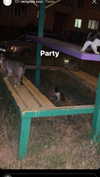 ptpchik Altpins Profile Picture