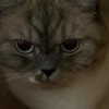 noa_marii Altpins Profile Picture