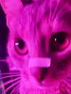 milkiwifey Altpins Profile Picture