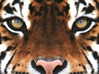 caradelevingne Altpins Profile Picture