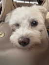 zoeliss Altpins Profile Picture