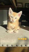 alyssa.lukens Altpins Profile Picture