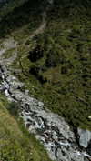 maori_cohen Altpins Profile Picture