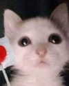 catl0verr69 Altpins Profile Picture