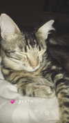 evasela__ Altpins Profile Picture
