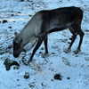 jahia_brown Altpins Profile Picture