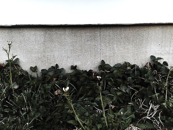 hallucineon instagram image archive image