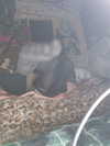 imprettydeadgirl Altpins Profile Picture