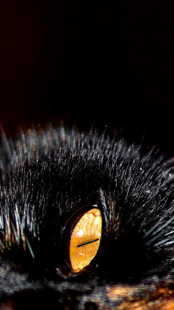 ilanosh ilanosh archive image