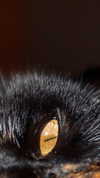 ilanosh Altpins Profile Picture