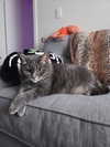 rixiadigivolved Altpins Profile Picture