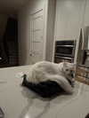jessie.ra3 Altpins Profile Picture