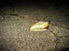 bugz4brainz Altpins Profile Picture
