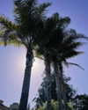 rouxroux.tv Altpins Profile Picture