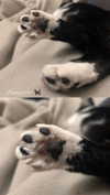 rott3nbambi Altpins Profile Picture