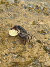 shira_adar_ Altpins Profile Picture