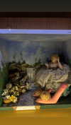 nicole.shpo Altpins Profile Picture
