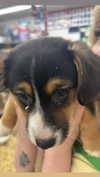 olivia.bolgerr Altpins Profile Picture