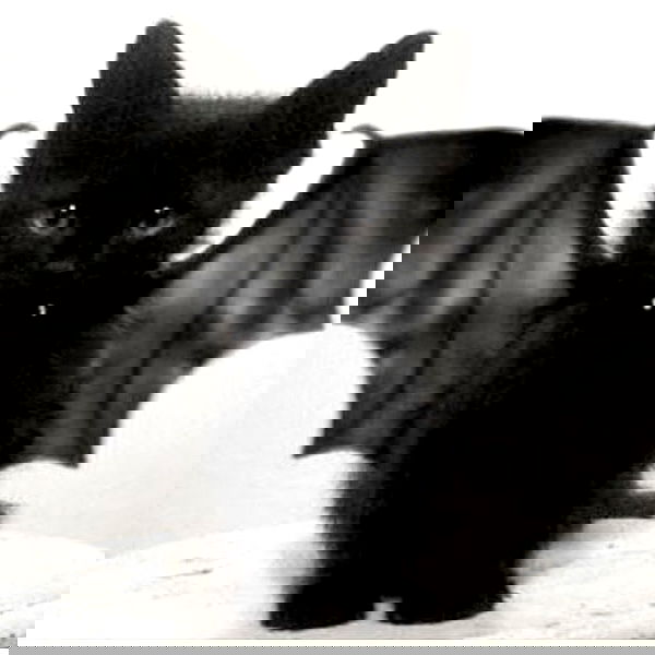 hellokittyangel666 hellokittyangel666 archive image