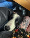 jahia_brown Altpins Profile Picture