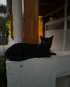 ellaailiff Altpins Profile Picture
