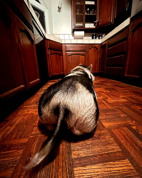 leanbeefpatty instagram image archive image