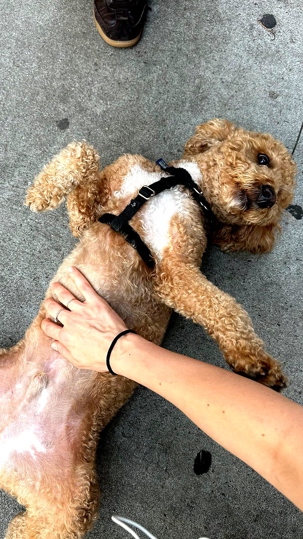 lollinski instagram image archive image