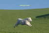 ellaexplicit_ Altpins Profile Picture