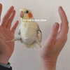 glowmoonshorty Altpins Profile Picture