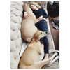 sashapieterse Altpins Profile Picture