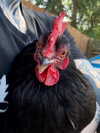 mollieruck Altpins Profile Picture