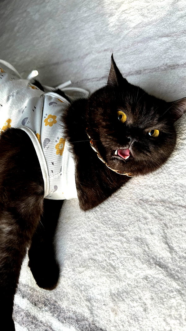 Archived image from @nhuthuuy on Instagram