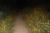 shai_landau_ Altpins Profile Picture