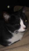 rott3nbambi Altpins Profile Picture