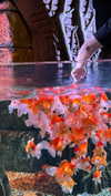 fallen.angel2007 Altpins Profile Picture
