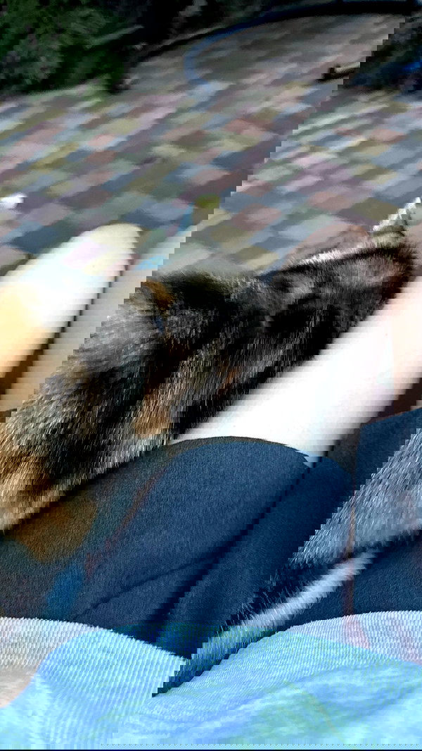 orchidmurmur orchidmurmur archive image