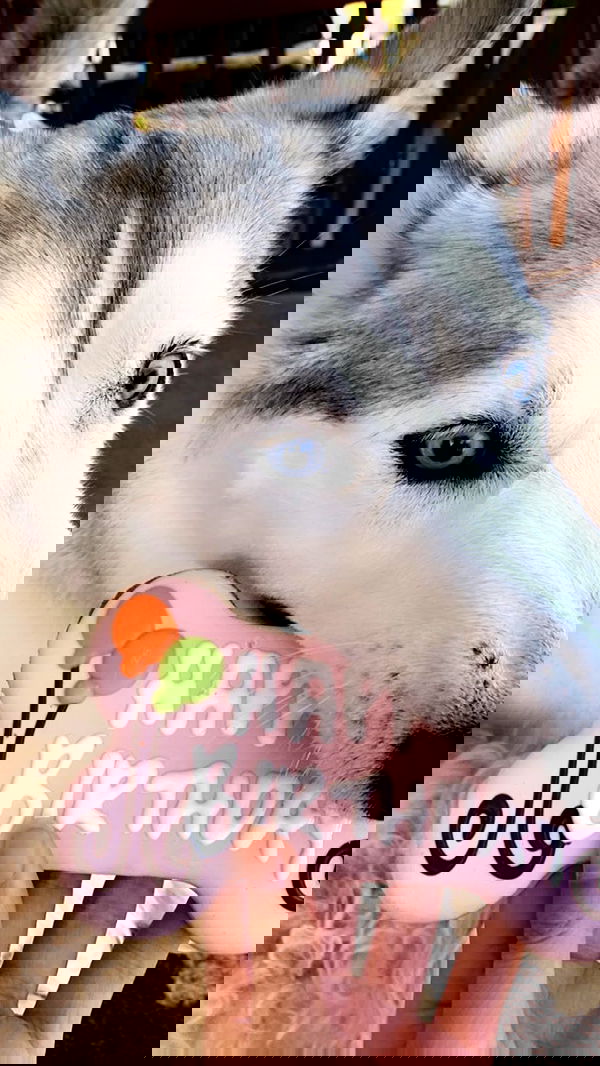 dracuina image ~ Altpins