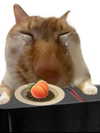 milkibunshehe Altpins Profile Picture