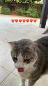 dante_yangpa Altpins Profile Picture
