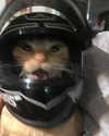 kaniiberry Altpins Profile Picture