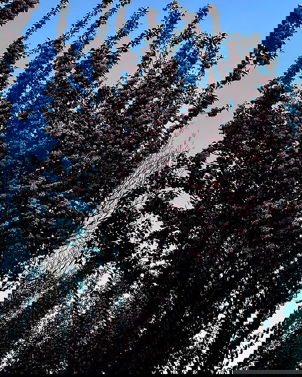 txxwwq txxwwq archive image