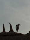 alishevs Altpins Profile Picture