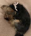 edvarda_ Altpins Profile Picture